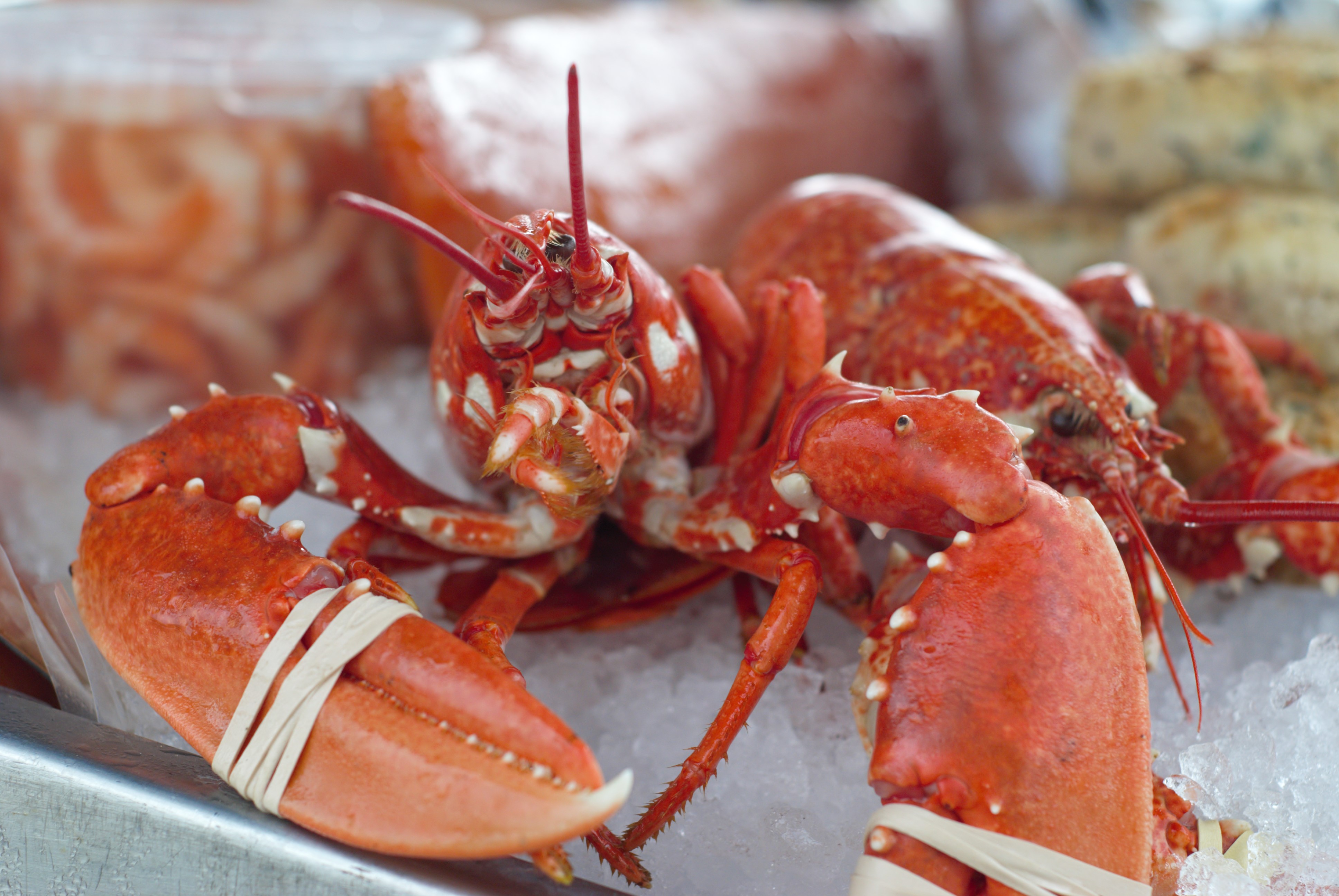 Fresh fish at Kent farm shop from Veasey fishmonger Holwood Farm